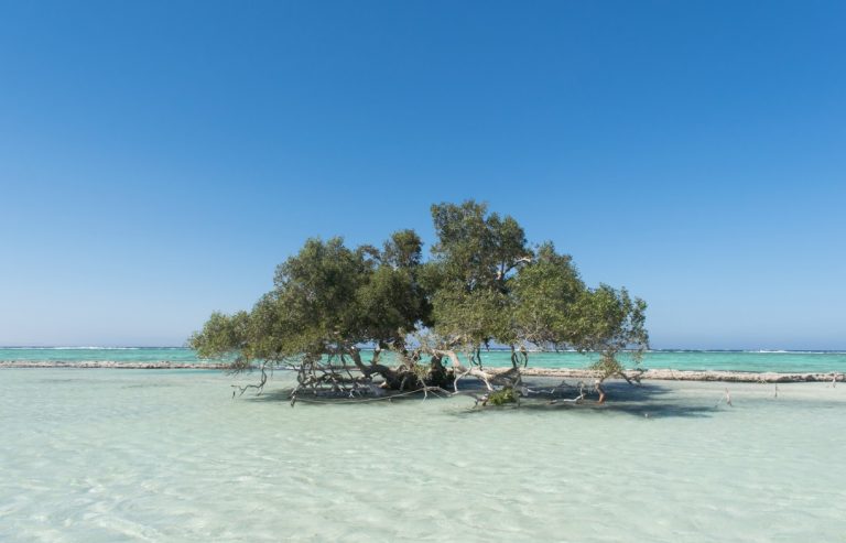 Mangrove Beach, Egypt