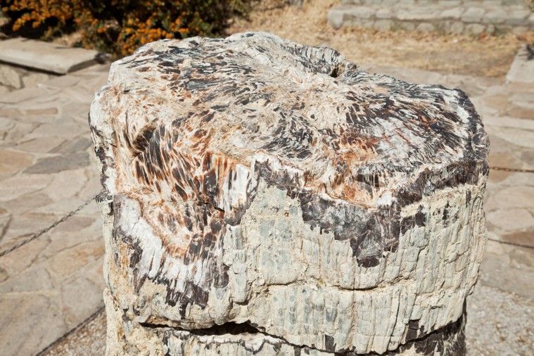 Muzeum zkamenělého lesa, Lesbos