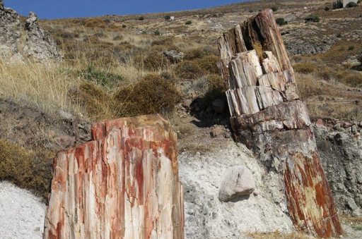 dřevo a příroda, Lesbos