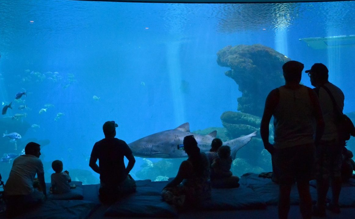 Akvárium Palma, Mallorca