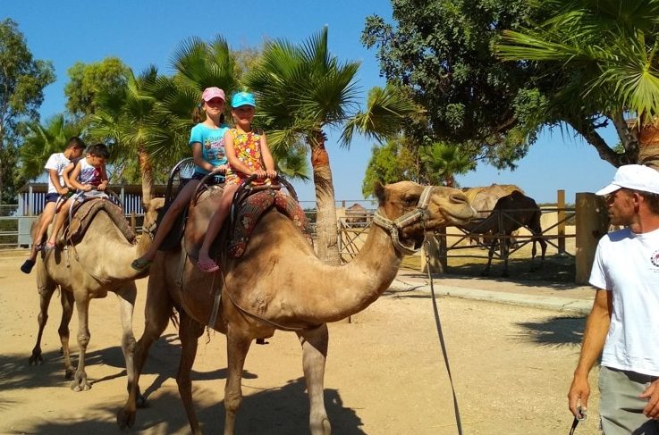 Camel park, Kypr