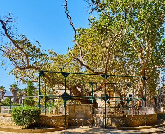 Strom Hippokratův platan, Kos