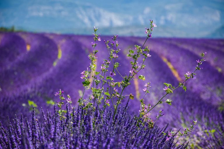 Provence, Francie, pixabay
